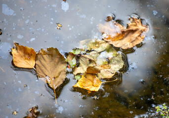 A leaf is floating on the surface of a body of water