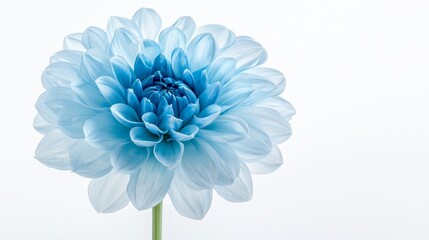 Obraz premium Close-up of a stunning blue Dahlia in full bloom, isolated against a white background, soft gradients of blue on the delicate petals, crisp and clean