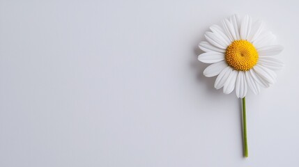 Obraz premium Close-up of a single daisy flower, its bright yellow center surrounded by soft, white petals, isolated on a pristine white background, elegant simplicity