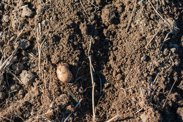Potato is sitting in the dirt