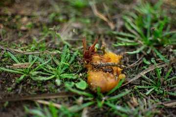 wasppom feeds on ripe fruit on the ground.
