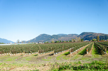 Autumn colors of the Agricultural farms in Fraser Valley, BC, Canada