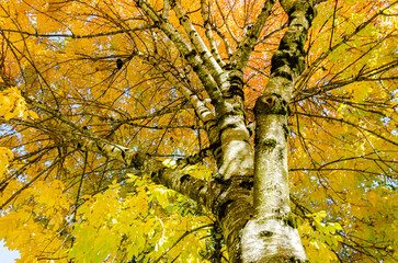 Mersmerising beauty of trees with green, red, orange and gold colors of autumn in BC, Canada