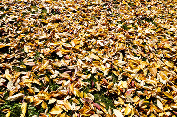 Beautiful carpet of golden leaves of autumn and fall with green, red, orange and gold colors BC, Canada