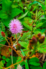 Shameplant and Shameplant flower