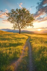 Fototapeta premium The sun sets behind a lone tree on a serene grassy path