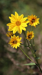 Campelles, flores amarillas en Campelles, fondo de pantalla de móvil, fondo de escritorio