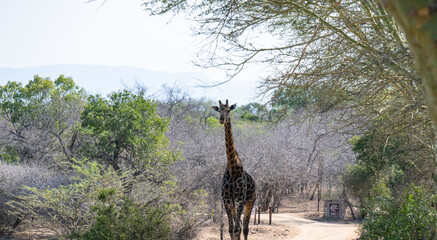 Giraffe im Busch vom Krüger National Park - Kruger Nationalpark Südafrika