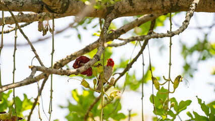 Scharlachweber oder auch Rotkopfweber Vogel genannt im Busch vom Krüger National Park - Kruger Nationalpark Südafrika