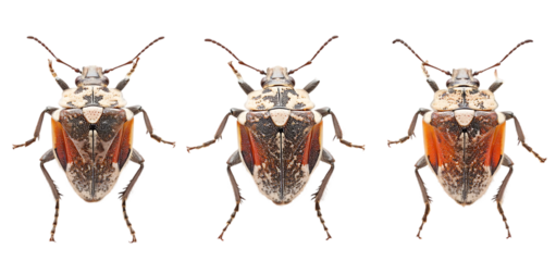 set of a marmorated stink bug collection isolated transparent background