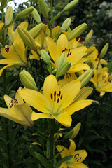 Obraz premium blooming yellow lilies in a summer evening garden