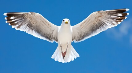 Seagull in Flight with Spread Wings Against Blue Sky