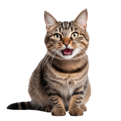Obraz premium Happy smiling cat isolated on a white transparent background