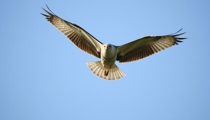 Obraz premium A white bird with red feet flies in the sky