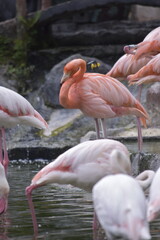 Phoenicopterus is a genus of birds in the flamingo family Phoenicopteridae. American or Caribbean flamingo (Phoenicopterus ruber) foraging in water. Flamingos, Pink flamingos, Birds, Flock, Wildlife.