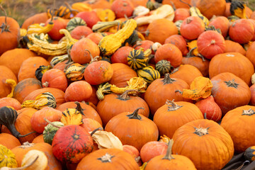 Pumpkin exhibition in garden on sunset in Czech Republic