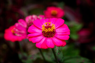 Obraz premium pink and yellow flower