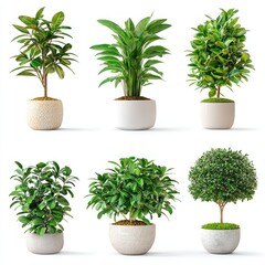 Obraz premium A set of stylish indoor plants decorating a home, isolated on a white background. isolated on white background. 