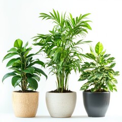 Obraz premium Three different indoor plants displayed in pots, set against a white background. isolated on white background. 