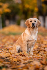beautiful dog golden retriever labrador in autumn in nature at sunset