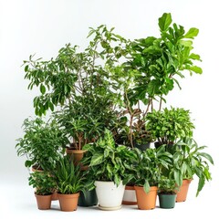 Naklejka premium A room filled with various types of indoor plants, isolated on a white background. isolated on white background. 