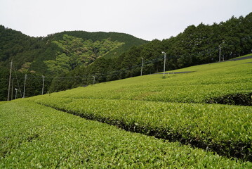 Naklejka premium 川添茶畑
