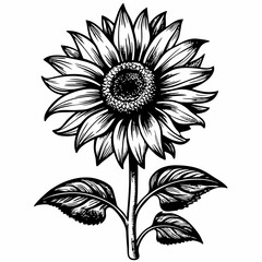 Intricate Hand Drawn Sunflower Vector Illustration in Black and White