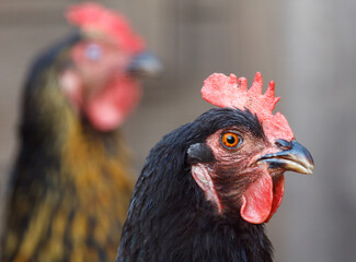 Portrait of a black chicken on a farm