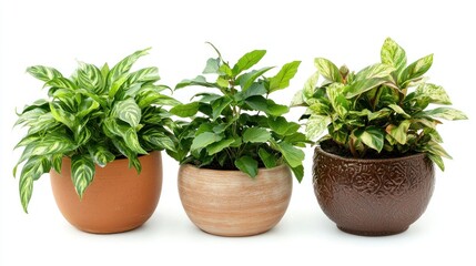 Fototapeta premium A trio of different indoor plants, isolated on white, perfect for a product catalog or online store.