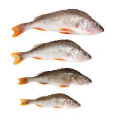 Four fish are shown in a row, with the first fish being the largest