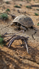 beetle on the ground