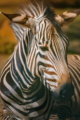 Closeup of a beautiful zebra on the blurry background