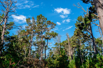 forest with blue sky and clouds