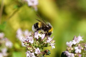 White-tailed bumblebee (Bombus lucorum) on the flowers of sweet marjoram (Origanum). Summer, July, Dutch garden	
