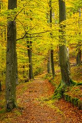 Obraz premium Beautiful postcard view of a hiking trail through Bohemian deciduous forest in stunning fall colors