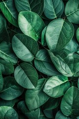 Fototapeta premium Lush Green Foliage with Visible Veins