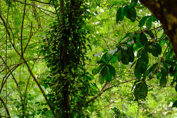 Exotic Spice Plants Ready for Harvest