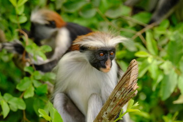 Portrait of Endangered Red Colobus in the Wild