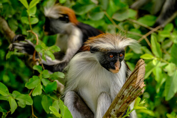 Portrait of Endangered Red Colobus in the Wild