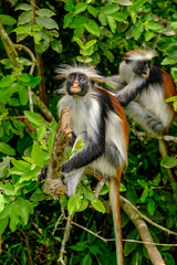 Portrait of Endangered Red Colobus in the Wild