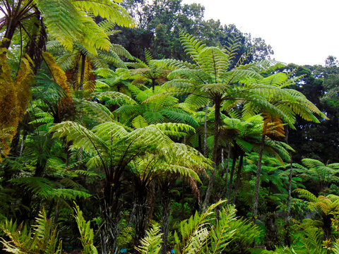 Cibotium barometz fern in the jungle