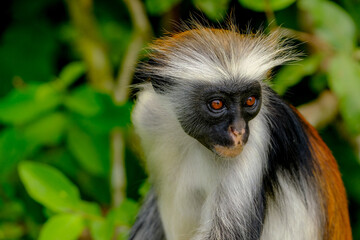 Portrait of Endangered Red Colobus in the Wild