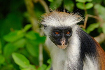 Portrait of Endangered Red Colobus in the Wild