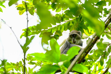Wild Gray Monkey Living in the Forest Canopy