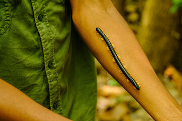 Centipede Crawling on Man’s Arm in Tropical Forest