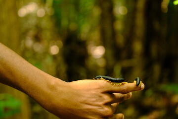 Centipede Crawling on Man’s Arm in Tropical Forest