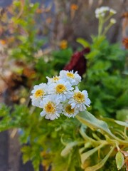 flowers in the garden
