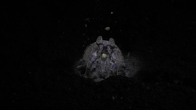 Tiger Mantis Shrimp (Lysiosquilla maculata lat.) is building a house. Night sea life of Tulamben, Bali, Indonesia. 4k video.