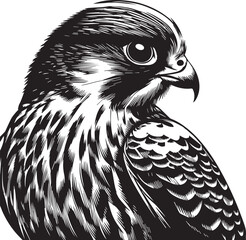 Falco Rufigularis (bat falcon) vector