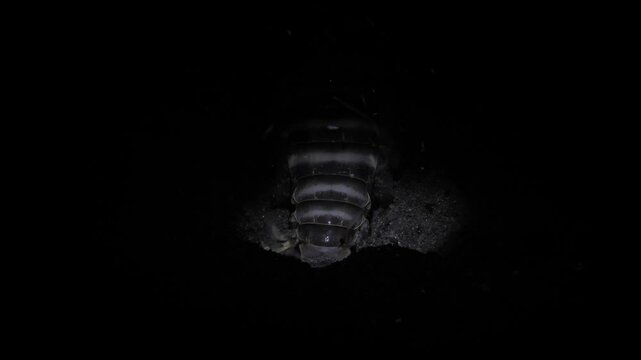 Tiger Mantis Shrimp (Lysiosquilla maculata lat.) is building a house. Night sea life of Tulamben, Bali, Indonesia. 4k video.